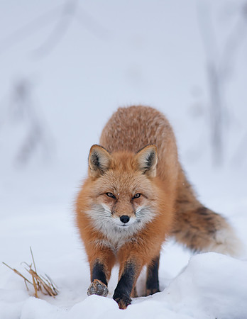 Snow Grumpy-7602-2