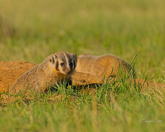 Badger-00245