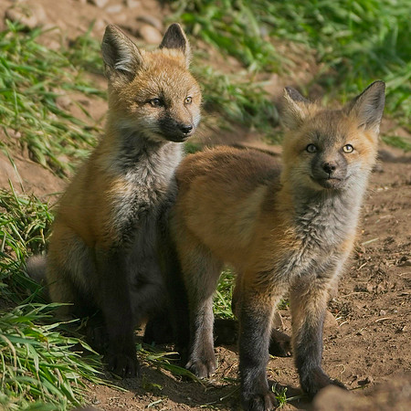 Fox Kits-8480