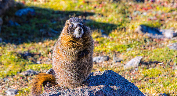 Baby Marmot-9390-