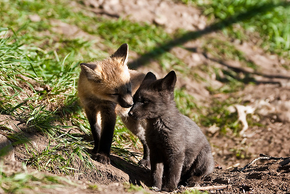 Fox Kit-7489