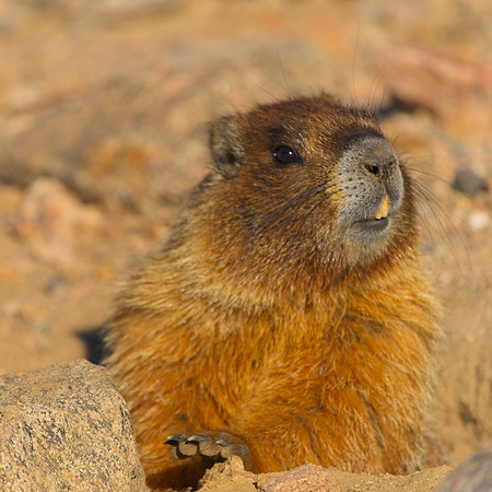 MT EVANS 7-23 (282)