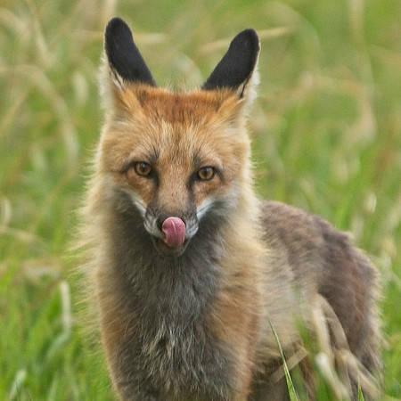 Fox Kits-0271