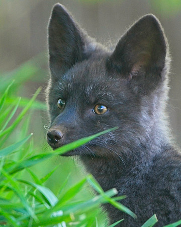 Fox Kits-0102