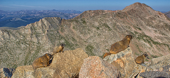 Marmot Family Scape-6463