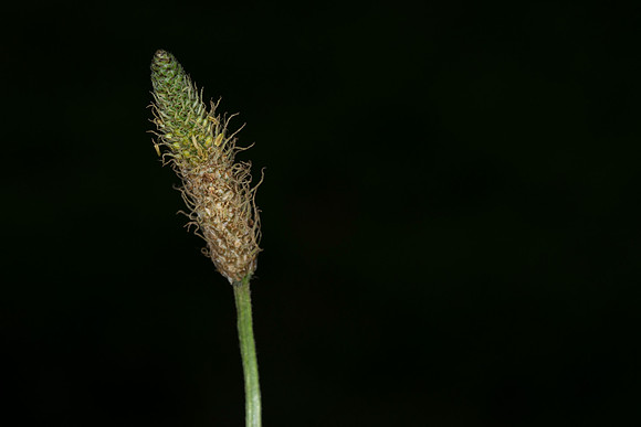 FRWP Macro Class-1227