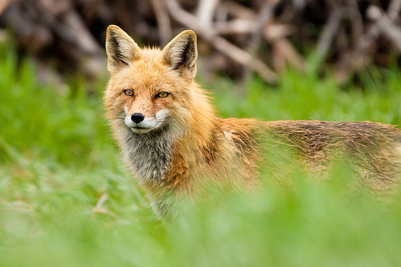 Red Fox Print-3864