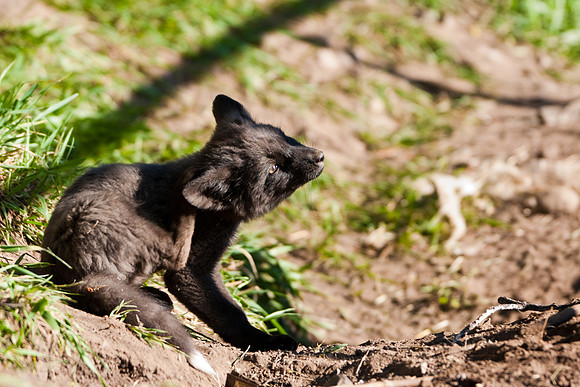 Fox Kit-7438