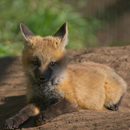 Fox Kits-7856