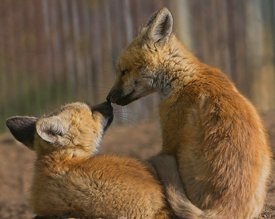 Fox Kits-8314