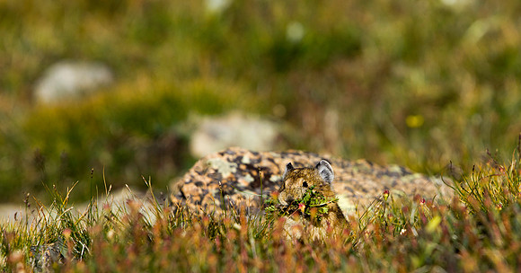 Pika-5093 (1 of 1)
