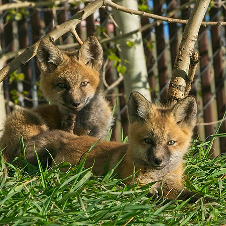 Fox Kit-7305