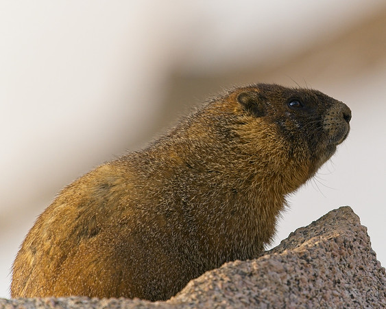 MT EVANS 7-4 (54)