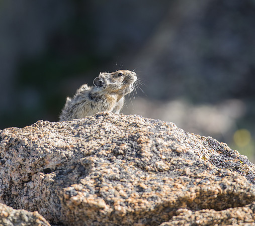 Pika Barking-03719