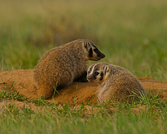 Badger-00518