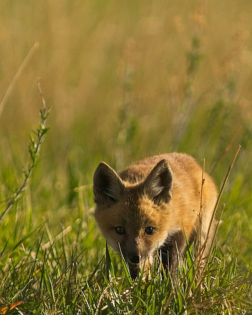 Fox Kits-6872