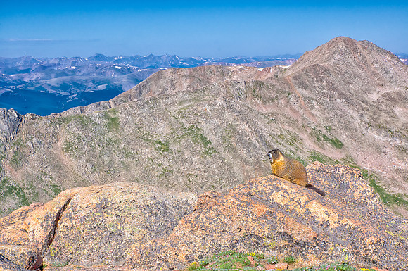 WAW-Marmot-6665-