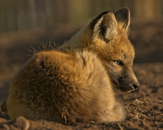 Fox Kits-8140_Export