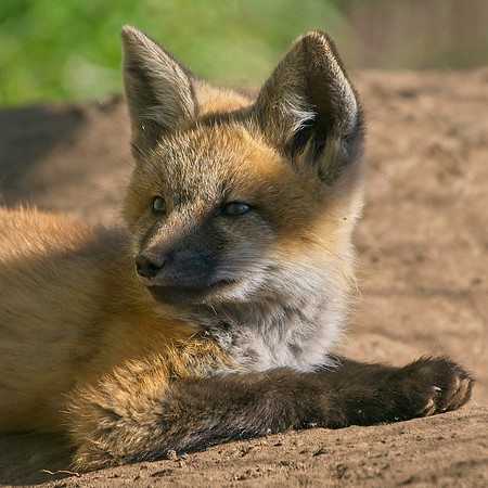 Fox Kits-7909