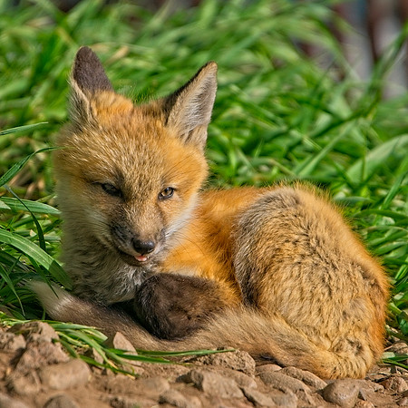 Fox Kits-8277_Export