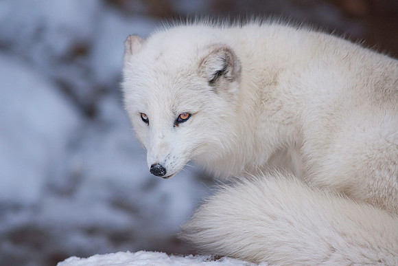 Arctic Fox-9249.jpg