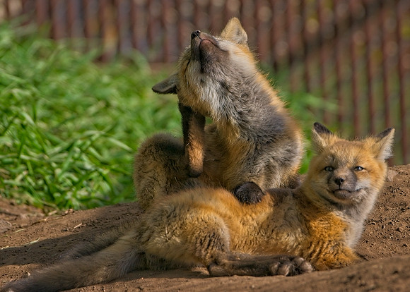 Fox Kits-8606_Export