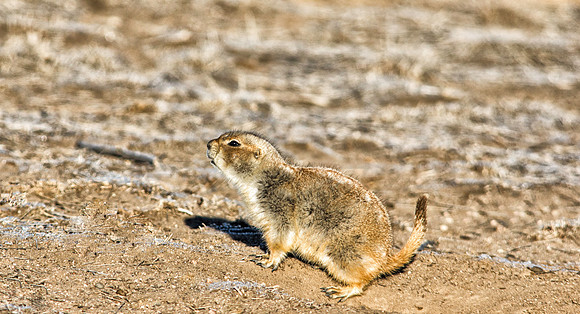 Prarie Dog-002-