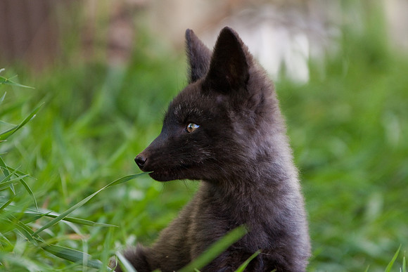 Fox Kits-0192