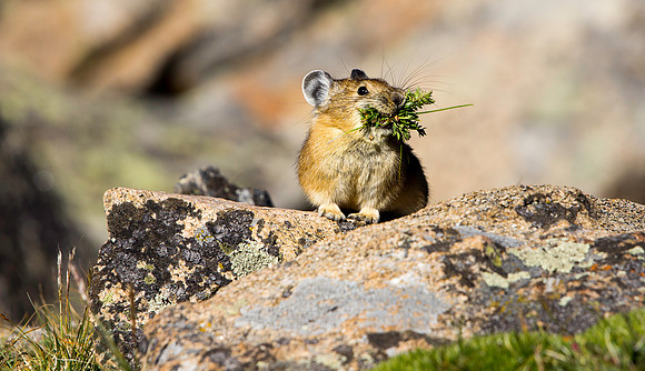 Pika-5105 (1 of 1)