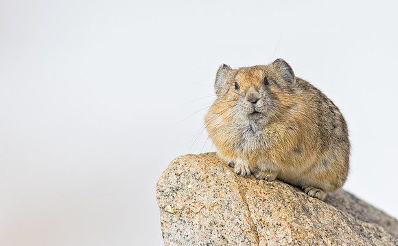 Pika-00516