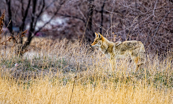 Coyote-0720-2