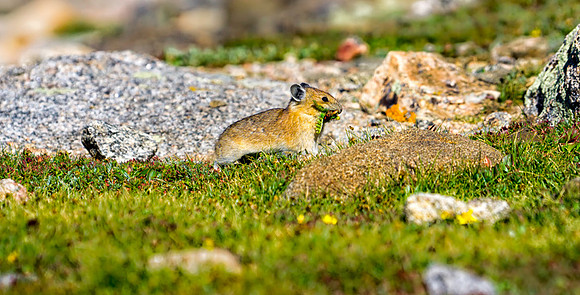 Pika Gathering-1