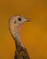 Avian