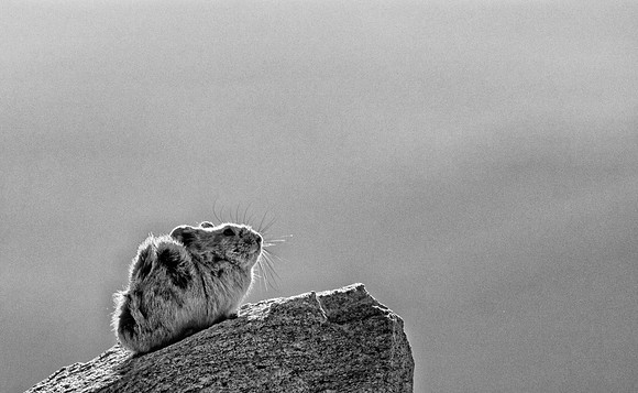 Pika-BW-001-1
