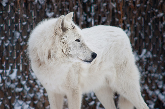 Arctic Wolf-6268