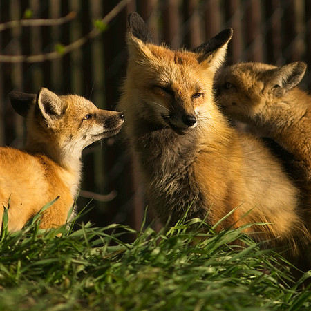 Fox Kits-6511
