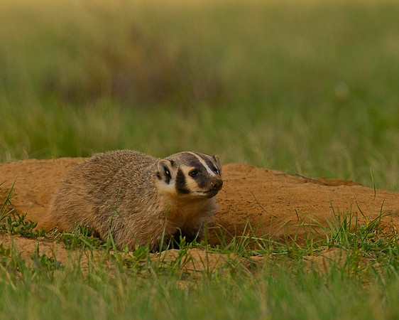 Badger-00499