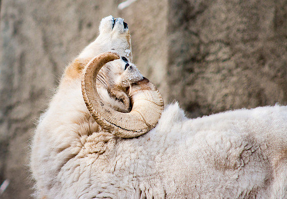 Dall Ram 1-