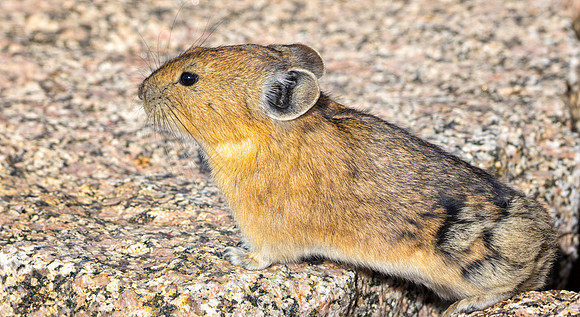 Pika-4069-