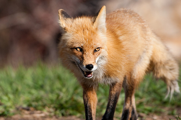 Red Fox-3241