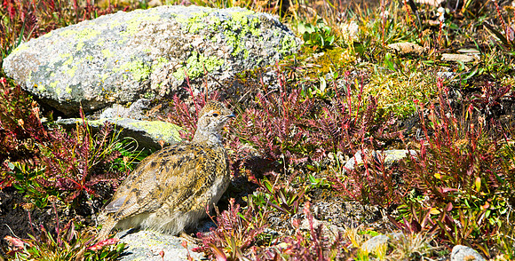 Ptarmigan Chick-5046-1
