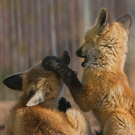 Fox Kits-8335