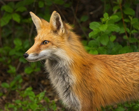 _JAY2825