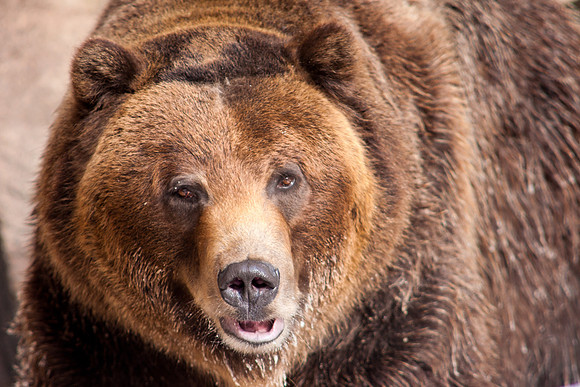 Grizz-