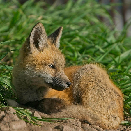 Fox Kits-8297
