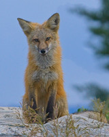 Red Fox-6539