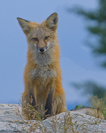 Red Fox-6539