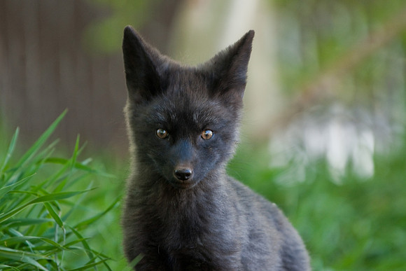 Fox Kits-0200