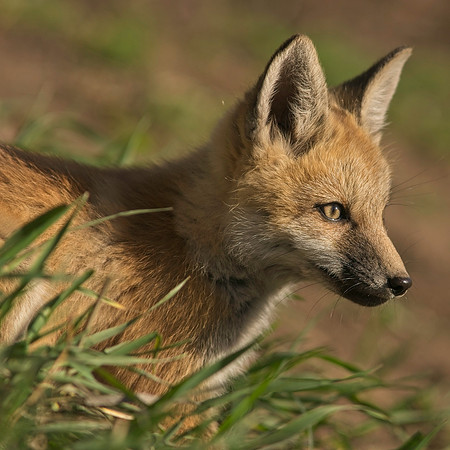 Fox Kits-6845