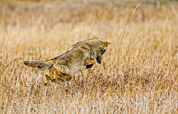 Coyote-0657-2